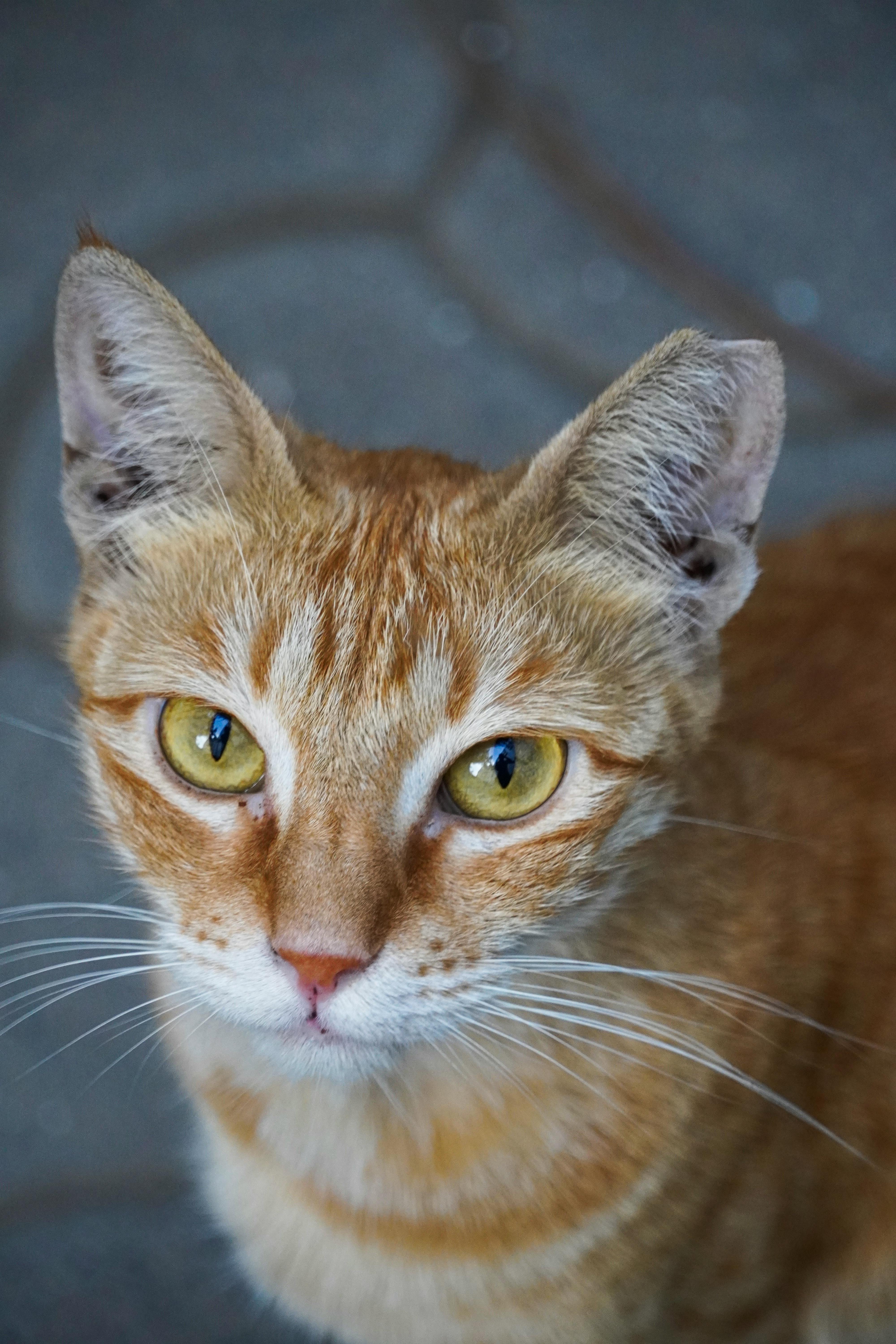 Gato naranja
