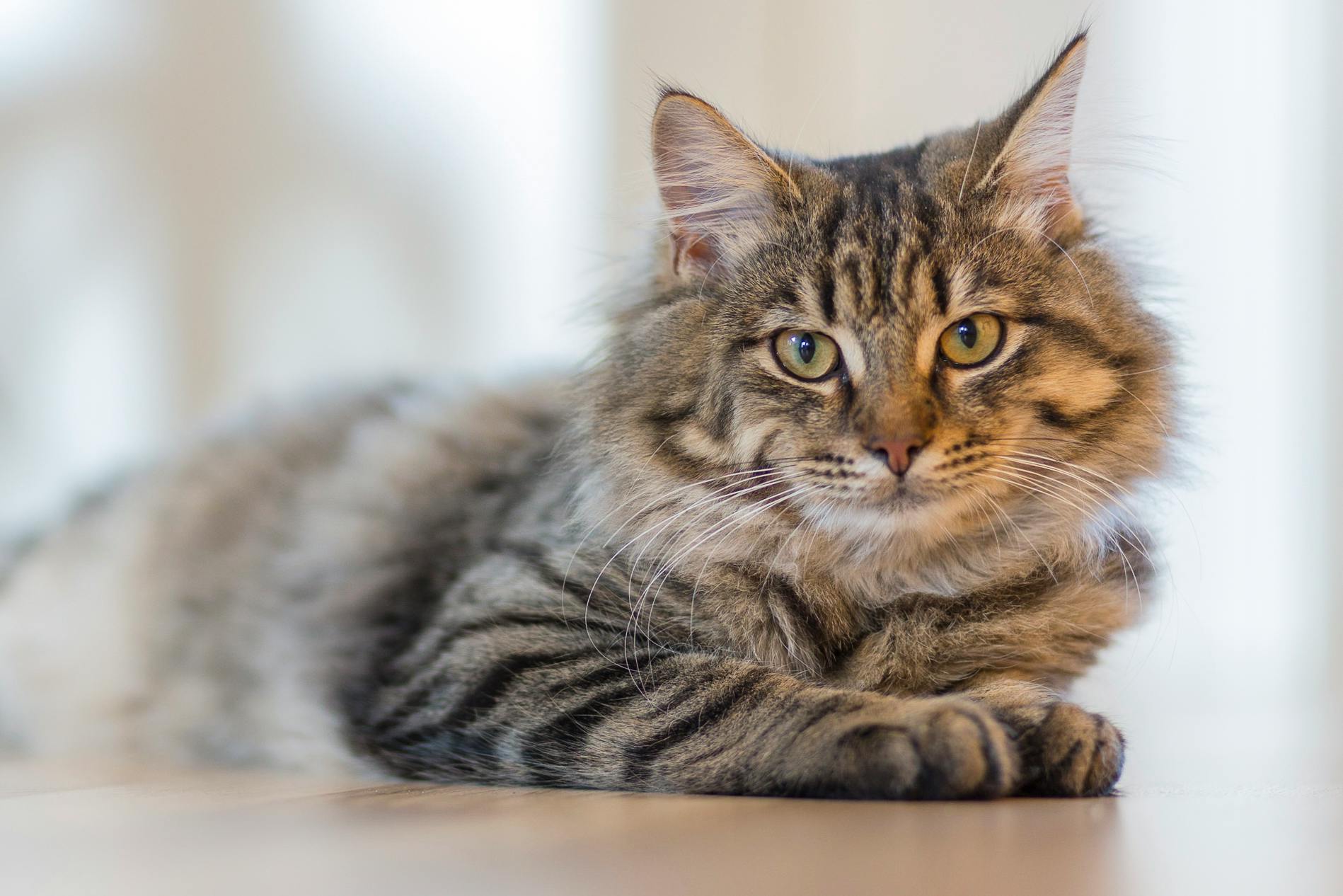 Nala