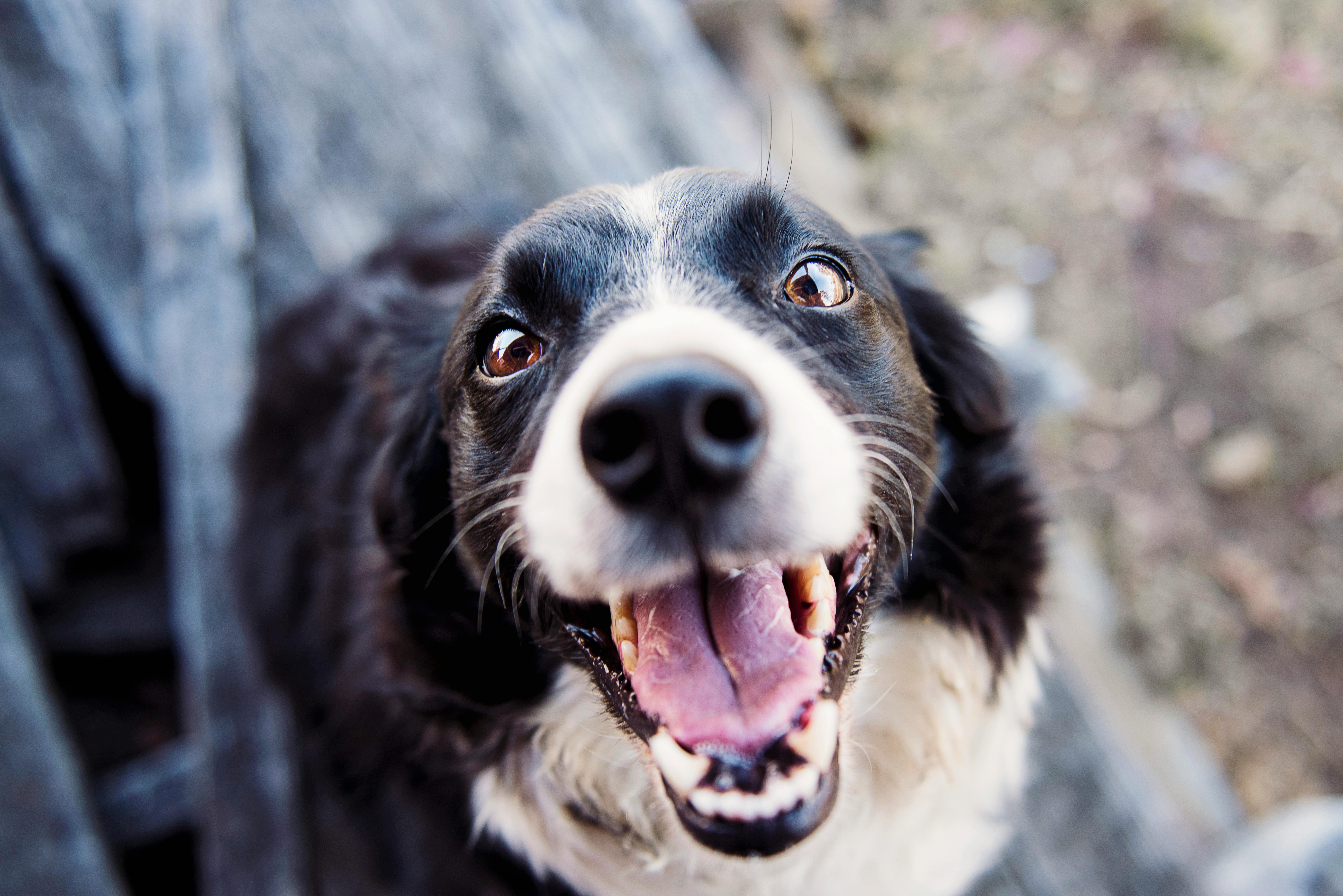 Perro feliz