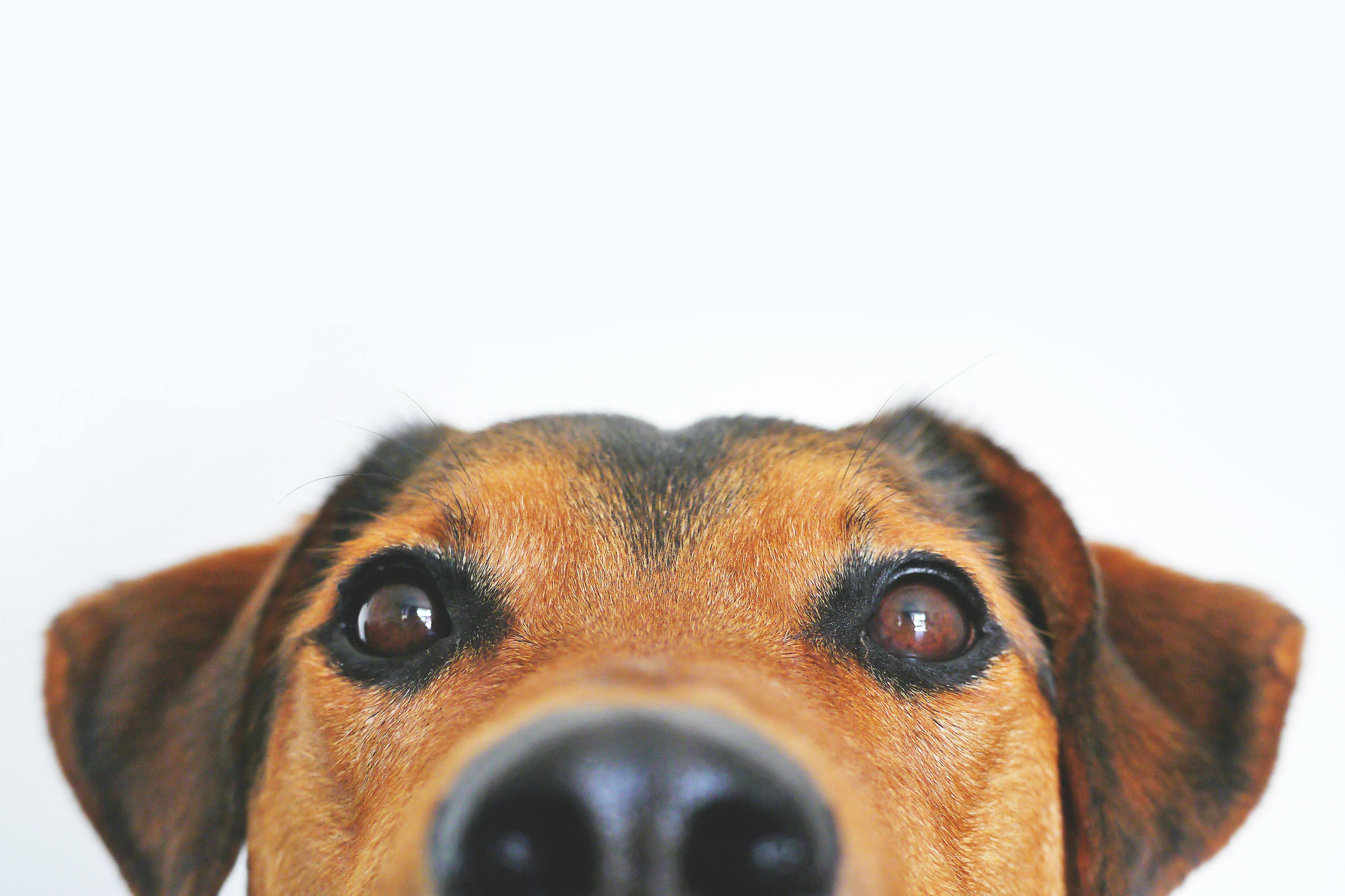 Perro mirando