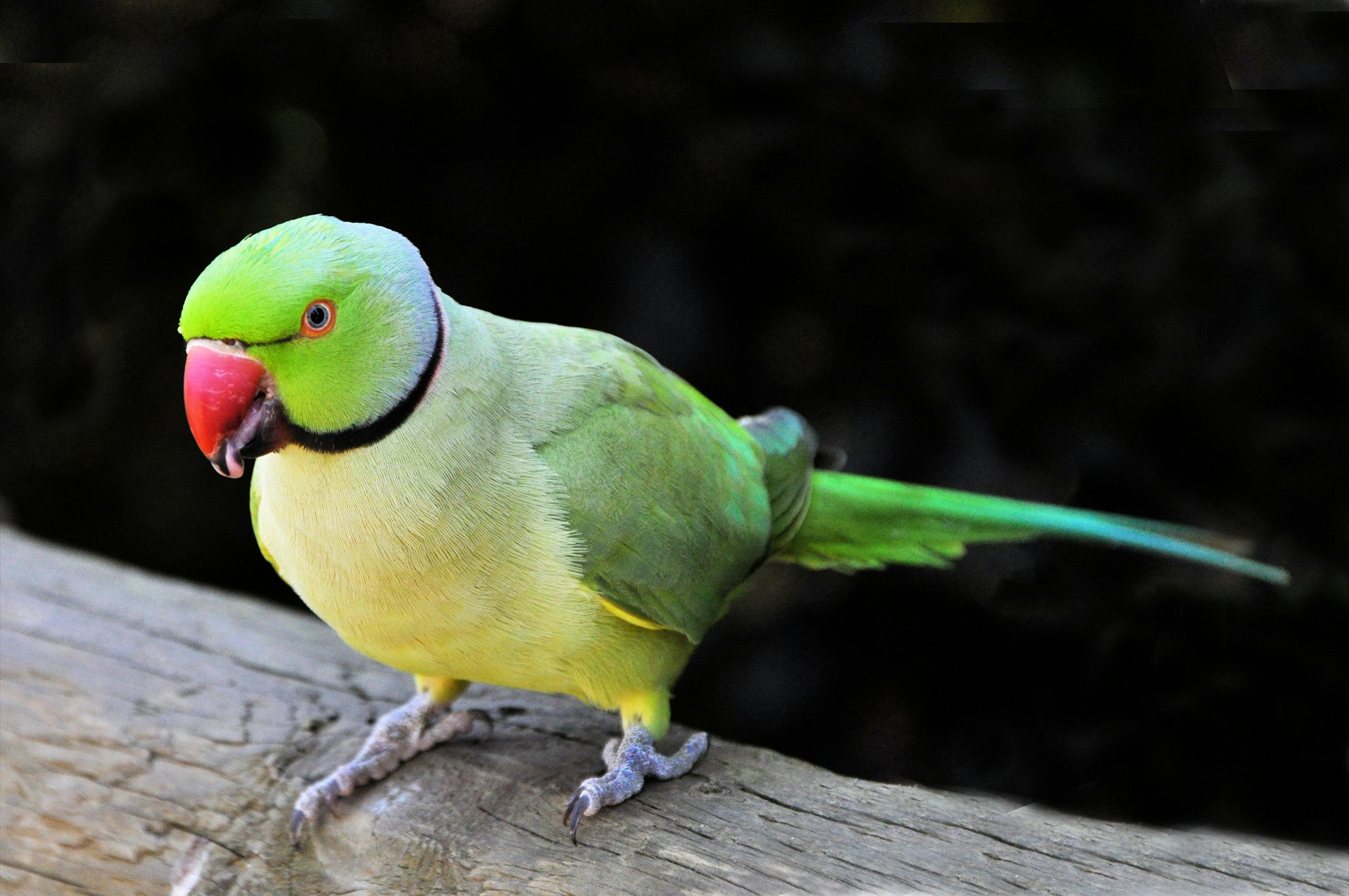 Paco