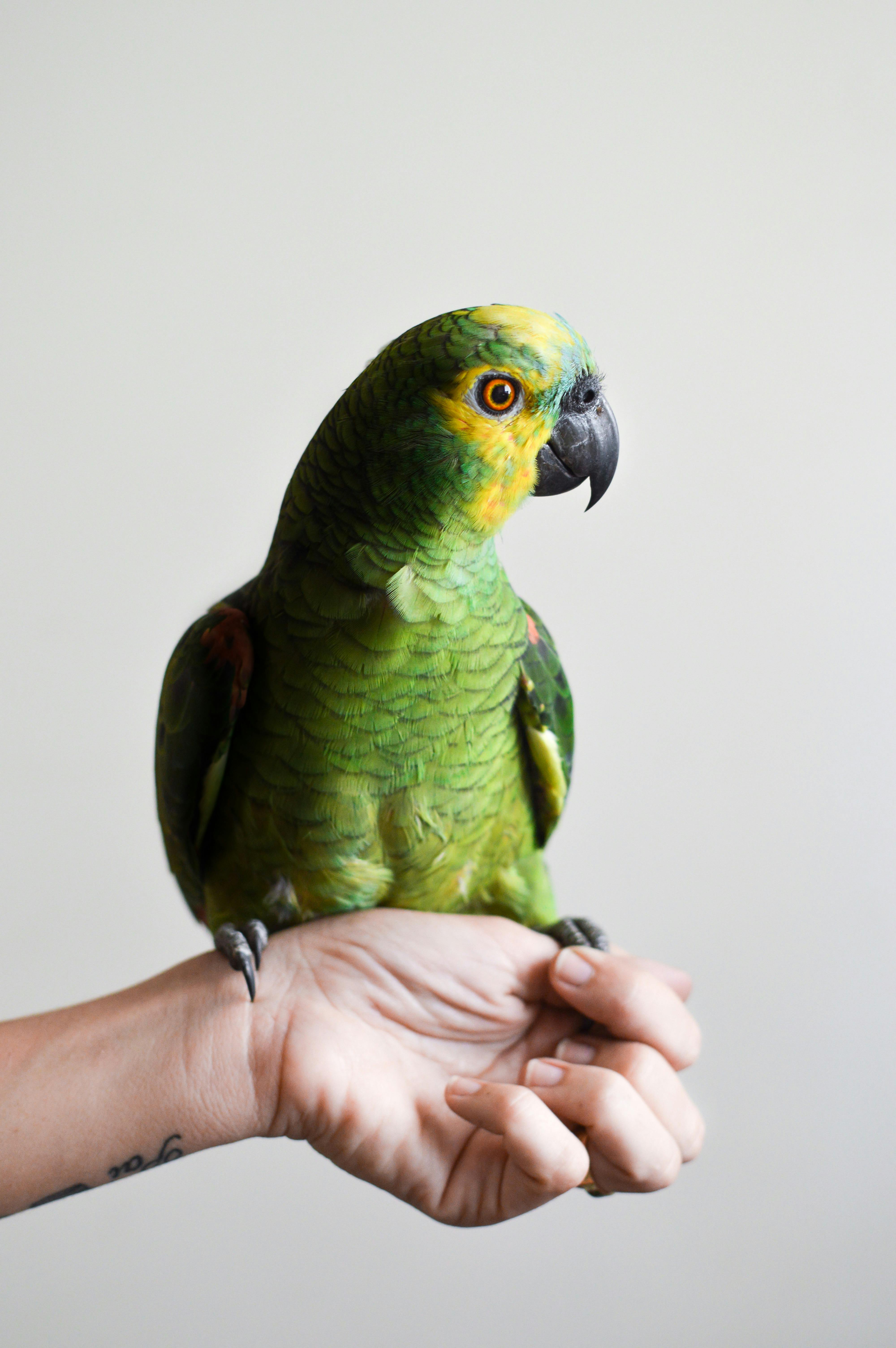 Loro verde
